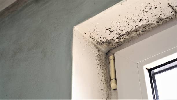 Best Forensic Mold Investigation  in Copperopolis, CA
