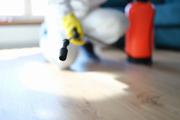 Best Attic Mold Removal  in Copperopolis, CA