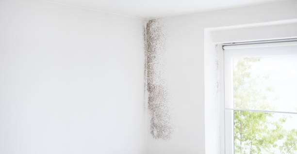 Best Air Quality Testing for Mold Spores  in Copperopolis, CA