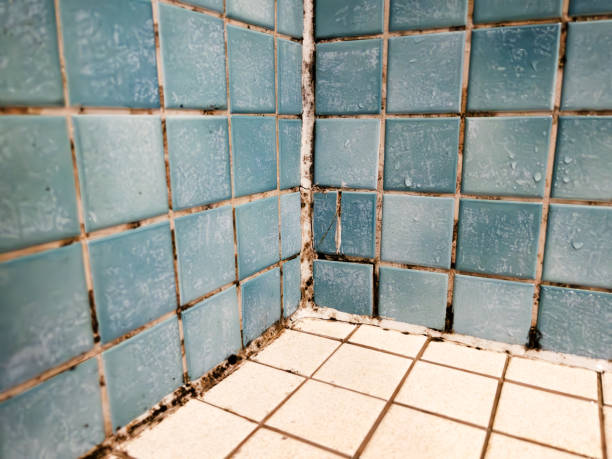 Best Mold Documentation for Insurance Claims  in Copperopolis, CA