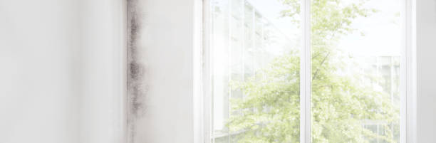 Best Comprehensive Air Testing for Mold Contaminants  in Copperopolis, CA