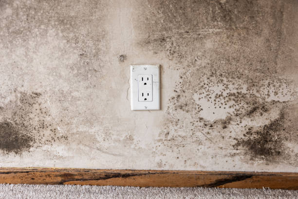 Best Mold Remediation for Healthcare Facilities  in Copperopolis, CA